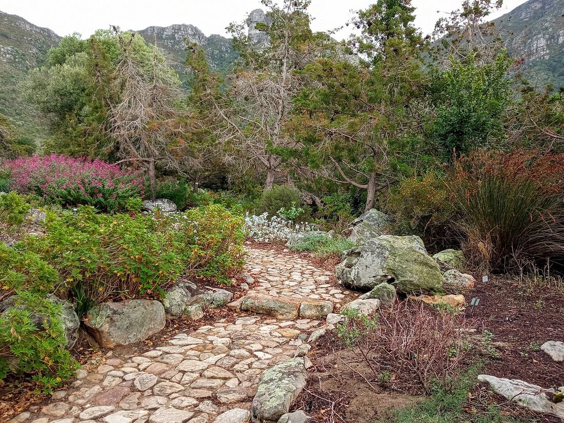 A path through a garden